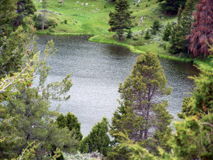 Картинка природа реки озера вода сосны деревья