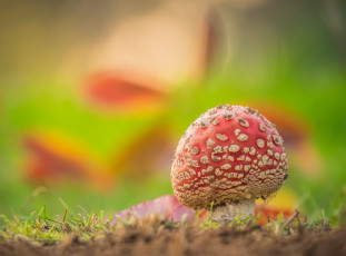 Картинка природа грибы +мухомор травка мухомор гриб
