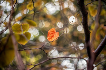 Картинка природа листья осень размытие макро ветки листок