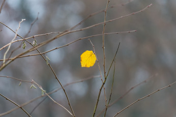 Картинка природа листья макро жёлтый листочек ветки