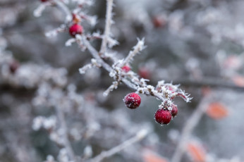 Картинка природа Ягоды макро ветка холод зима изморозь лёд снег красный