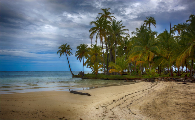 Обои картинки фото природа, тропики, пальмы, пляж