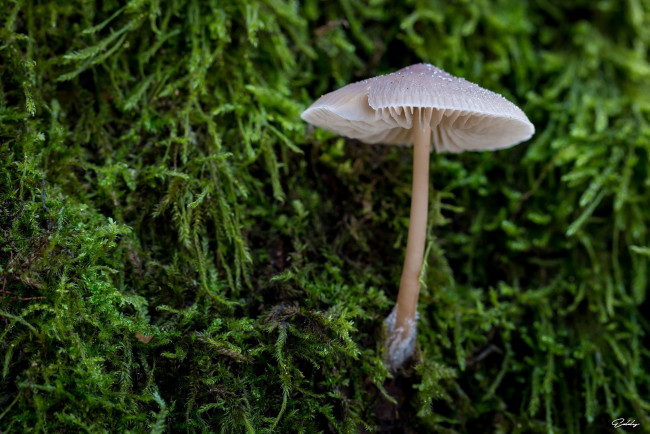 Обои картинки фото природа, грибы, лес, капли, мох, макро