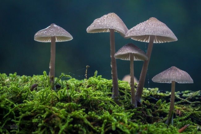 Обои картинки фото природа, грибы, макро, лес, капли, мох, семейка