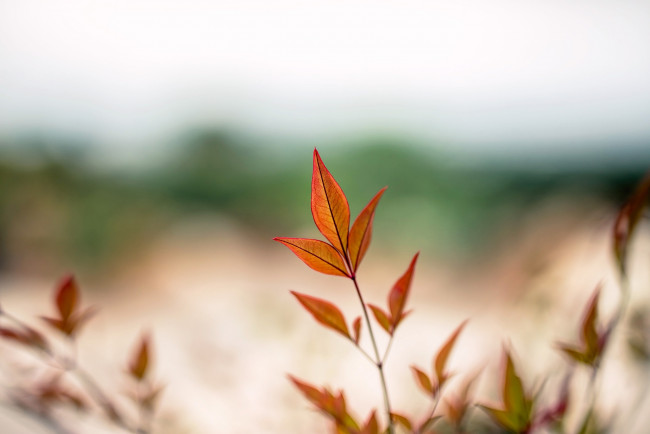 Обои картинки фото природа, листья, ветка, макро, осень, размытие