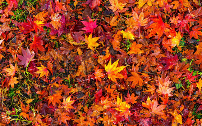 Обои картинки фото природа, листья, maple, осенние, leaves, autumn, background, клен, colorful, фон, осень, red