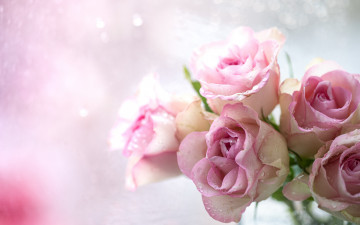 Картинка цветы розы розовые капли