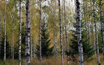 Картинка природа лес березы елки