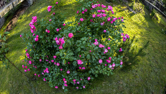Обои картинки фото цветы, розы, двор, клумба, розовый, куст