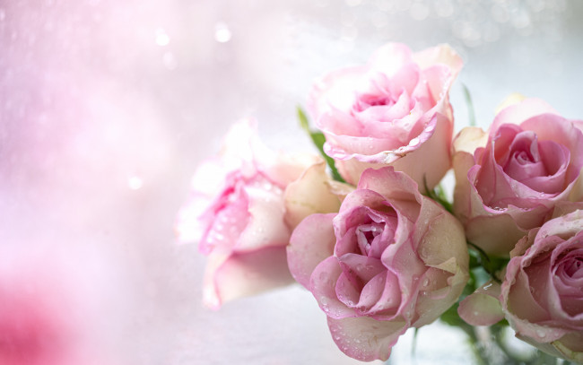 Обои картинки фото цветы, розы, розовые, капли