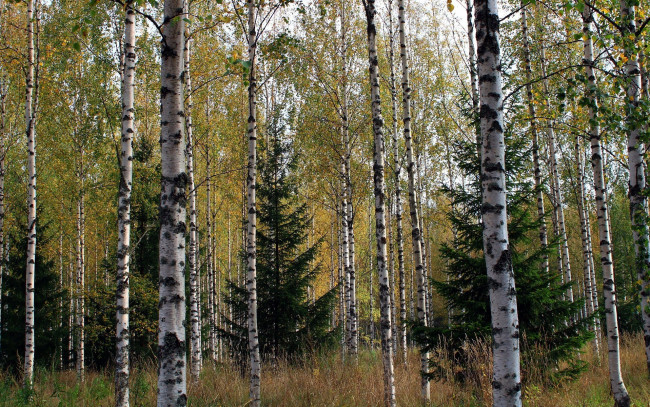 Обои картинки фото природа, лес, березы, елки