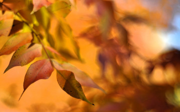 Картинка природа листья осень ветки