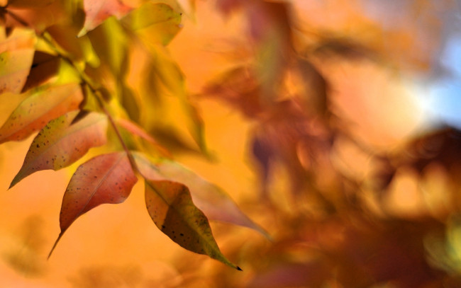 Обои картинки фото природа, листья, осень, ветки