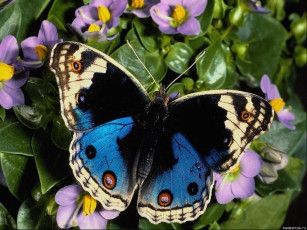 Картинка бабочка животные бабочки