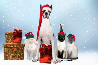 Картинка животные разные вместе собака кошки дог подарки