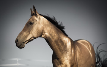 Картинка животные лошади фон конь природа