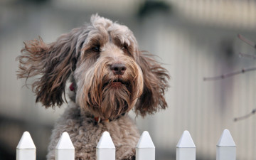 Картинка животные собаки собака взгляд забор