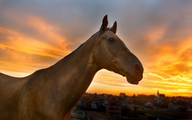 Обои картинки фото животные, лошади, конь, закат, природа