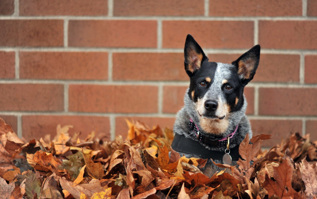 Обои картинки фото животные, собаки, собака, листья, стена