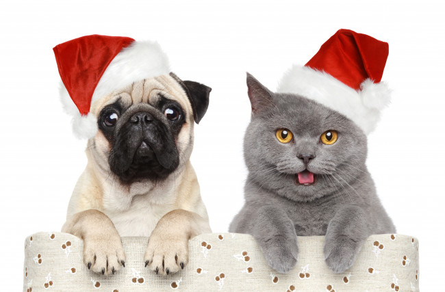 Обои картинки фото животные, разные, вместе, новый, год, рождество, new, year, christmas, праздник, шарики, украшения, собака, кот, мопс, колпаки