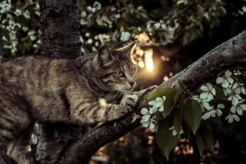Картинка животные коты кот кошак котяра лапки дерево