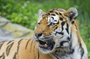 Картинка животные тигры тигр амурский кошка взгляд тигрёнок котёнок камень мох