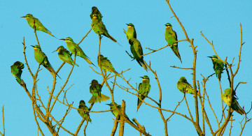 Картинка животные птицы перья стая небо ветки дерево