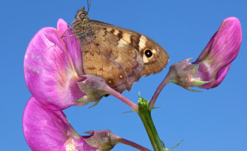 Картинка животные бабочки +мотыльки +моли растение цветок лепестки насекомое бабочка крылья