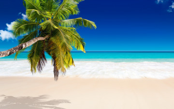 Картинка природа тропики palms beach tropical paradise пляж summer vacation sea пальмы море ocean sunshine берег песок