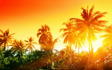 Картинка природа восходы закаты закат тропики sunset tropical пальмы