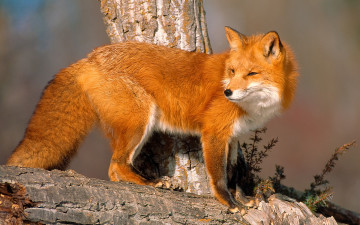 Картинка животные лисы солнечный свет коряга дерево взгляд лиса