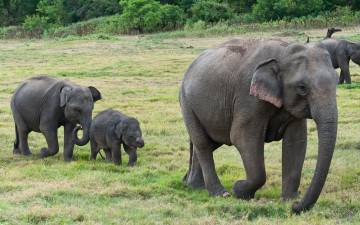 Картинка животные слоны заповедник сафари