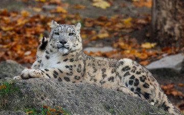 Картинка животные снежный+барс+ ирбис снежный барс леопард дикая кошка хищник камень