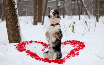 Картинка животные собаки пёс собака друг лепестки сердечка зима взгляд помада