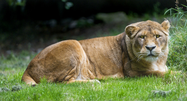 Обои картинки фото животные, львы, львица, трава, взгляд, кошка