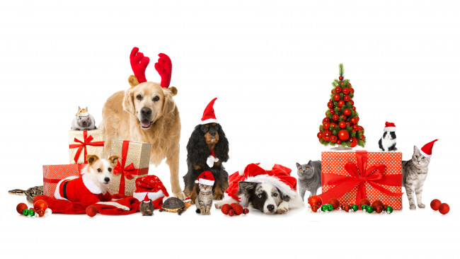 Обои картинки фото животные, разные вместе, подарки, елка, год, собаки, кошка, новый, шарики, шапка