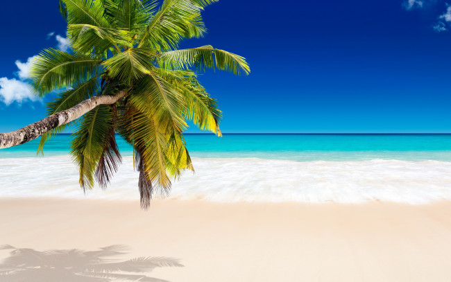 Обои картинки фото природа, тропики, palms, beach, tropical, paradise, пляж, summer, vacation, sea, пальмы, море, ocean, sunshine, берег, песок