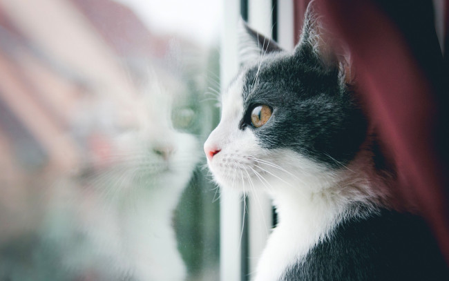 Обои картинки фото животные, коты, кот, кошак, котяра, усы, смотрит, окно