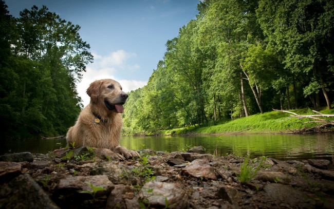 Обои картинки фото животные, собаки, лес, река, собака, мокрая, взгляд