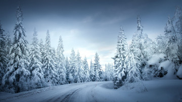 Картинка природа зима дорога лес снег