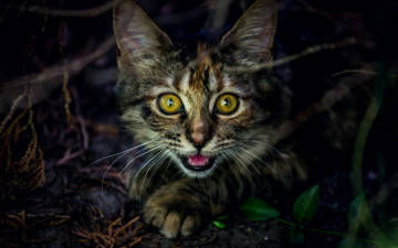 Картинка животные коты взгляд