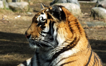 Картинка животные тигры профиль