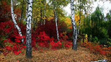 обоя природа, лес, листопад, березы, осень