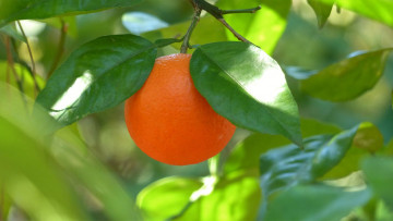 Картинка природа плоды мандарин