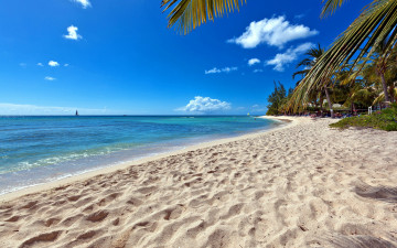 Картинка природа тропики песок пальмы пляж море