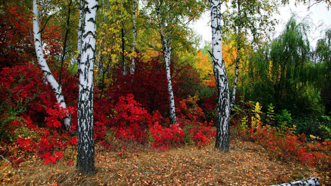 Обои картинки фото природа, лес, листопад, березы, осень