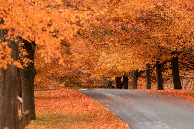 Обои картинки фото природа, дороги, шоссе, осень, листопад