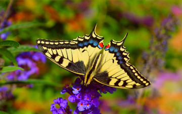 Картинка makhaon животные бабочки +мотыльки +моли бабочка махаон чешуекрылые парусники хвостоносцы махаоны насекомые