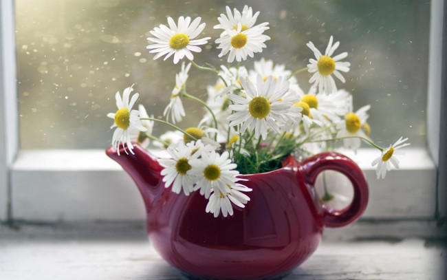 Обои картинки фото цветы, ромашки, чайник, букет