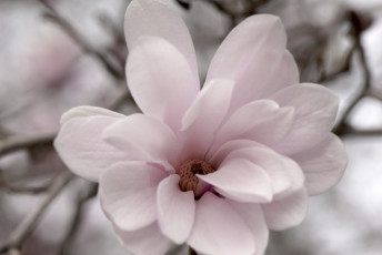 Картинка цветы магнолии лепестки макро